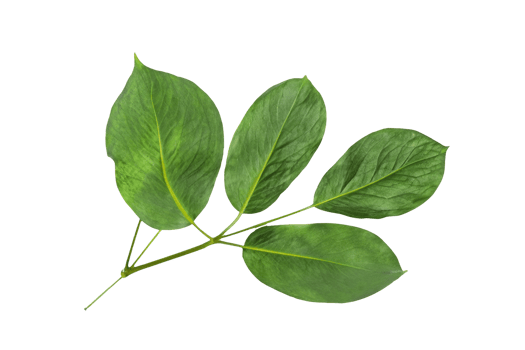 leaf plant isolated on transparent background png