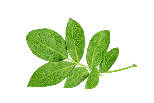 leaf plant isolated on transparent background png