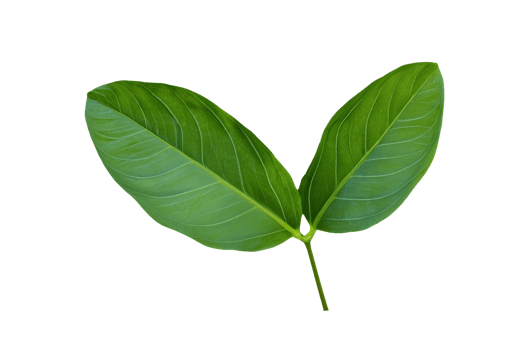 leaf plant isolated on transparent background png