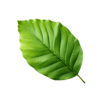 AI generated Green leaf isolated on transparent background png
