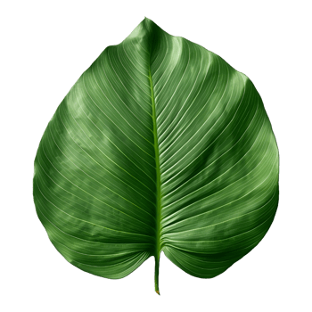 AI generated Green Leaf on Transparent background - Ai Generated png