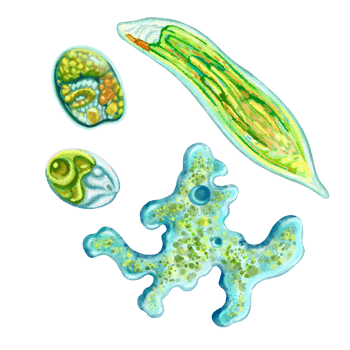 Unicellular protozoa. Color illustration of a single-celled bacterium. For printing textbooks, encyclopedias, brochures and posters on biology and medicine. For printing on objects and website design. png