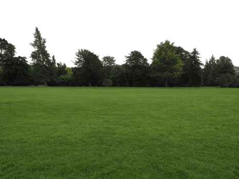 green meadow background transparent PNG