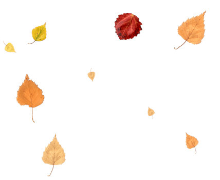 Real autumn leaves in natural colors. png