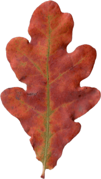 Autumn oak leaf. png