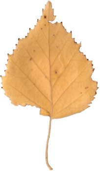 Autumn birch leaf. png