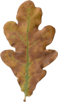 Autumn oak leaf. png