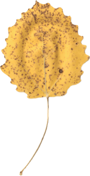 Autumn aspen leaf. png