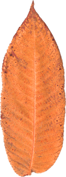 Autumn ash leaf. png