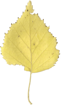 Autumn birch leaf. png