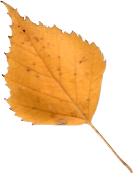 Autumn birch leaf. png