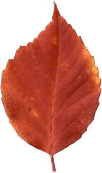 Beautiful autumn leaf. png