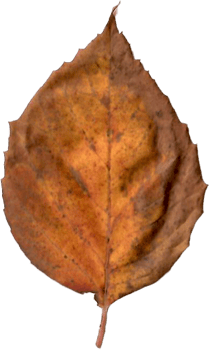 Beautiful autumn leaf. png