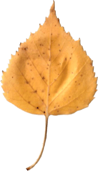Autumn birch leaf. png
