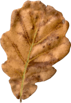 Autumn oak leaf. png
