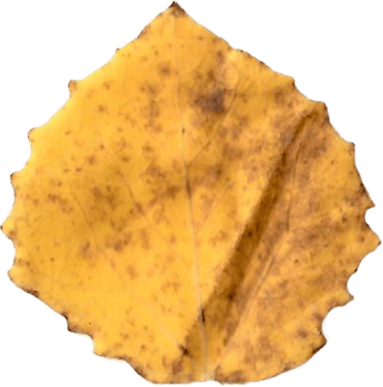 Autumn aspen leaf. png
