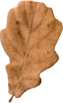 Autumn oak leaf. png