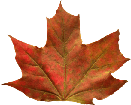 Autumn maple leaf. png