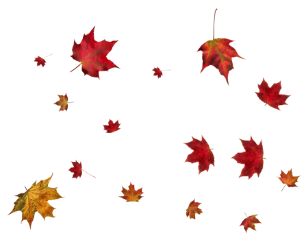 Backdrop with autumn maple leaves png
