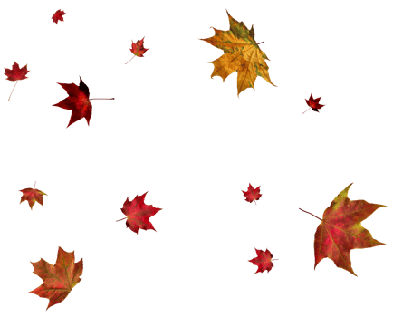Backdrop with autumn maple leaves png