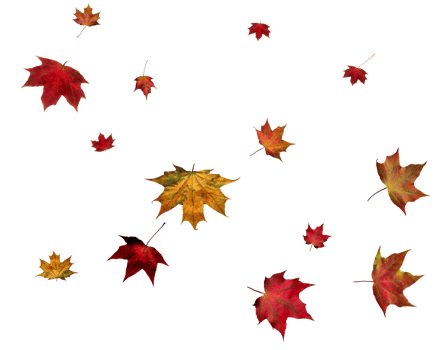 Digital paper with autumn maple leaves. png