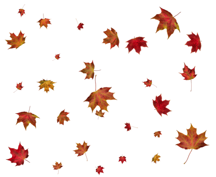Background with autumn maple leaves. png