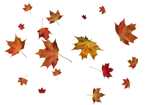 Backdrop with autumn maple leaves png