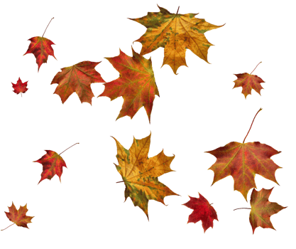 Backdrop with autumn maple leaves png