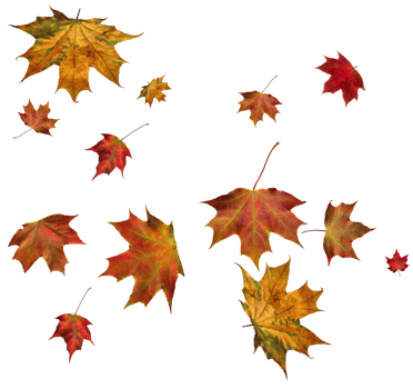 Backdrop with autumn maple leaves png