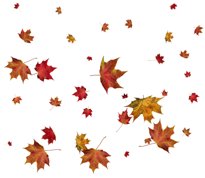 Autumn maple leaves. png