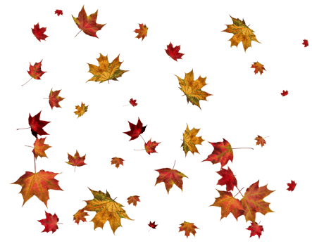 Autumn maple leaves. png