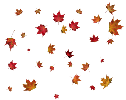 Autumn maple leaves. png