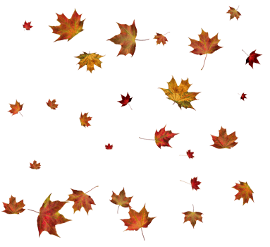 Autumn maple leaves. png