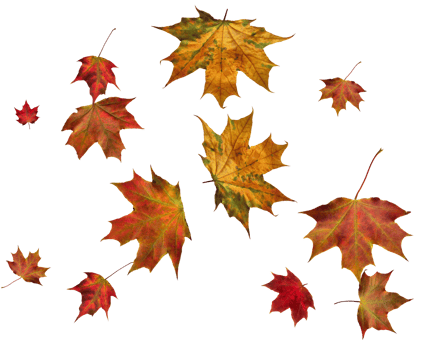Backdrop with autumn maple leaves png