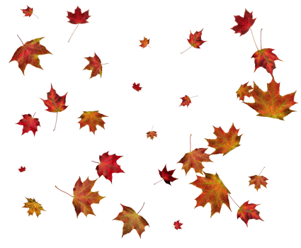 Autumn maple leaves. png