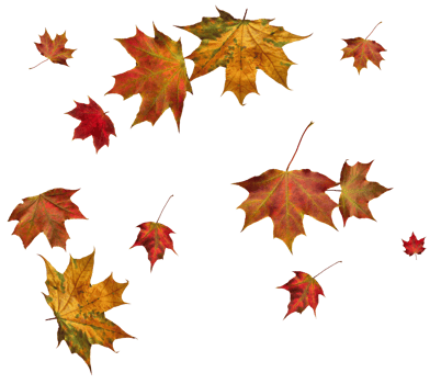 Digital paper with autumn maple leaves. png