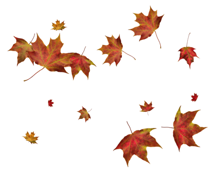 Digital paper with autumn maple leaves. png