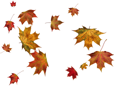 Digital paper with autumn maple leaves. png