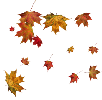Digital paper with autumn maple leaves. png