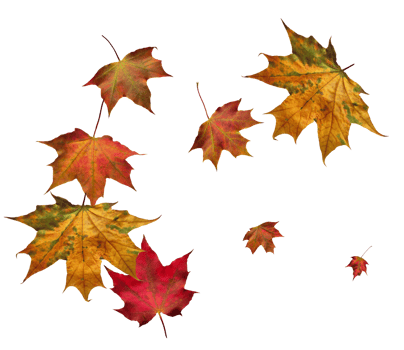 Digital paper with flying maple leaves. png