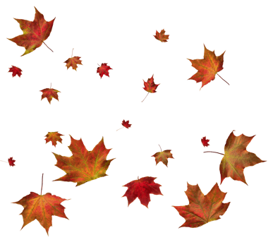 Digital paper with autumn maple leaves. png