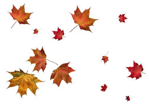 Digital paper with autumn maple leaves. png