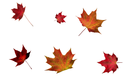 Digital paper with maple leaves. png