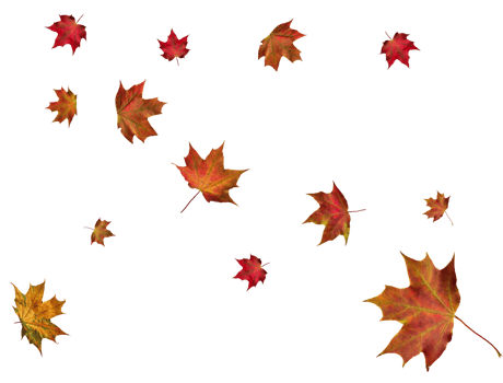 Digital paper with autumn maple leaves. png