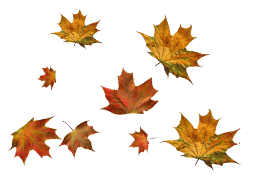 Digital paper with maple leaves. png