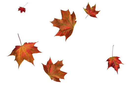 Digital paper with maple leaves. png