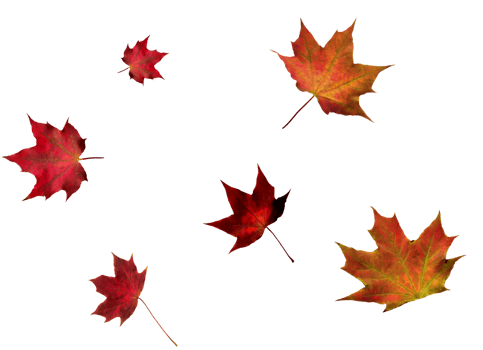 Digital paper with maple leaves. png