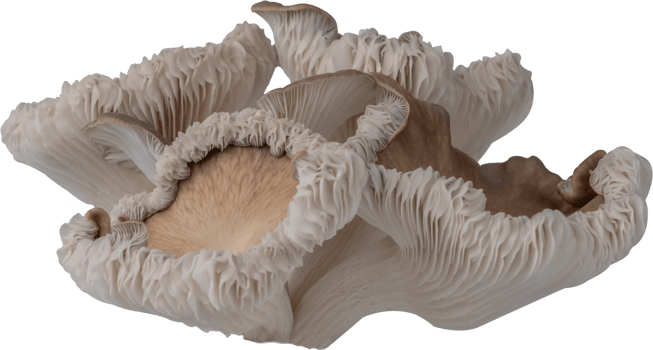 isolated oyster mushroom cutout on transparent background. png