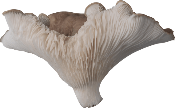 isolated oyster mushroom cutout on transparent background. png