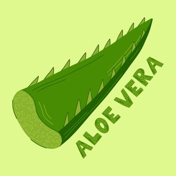 Essence from aloe vera plant drips from stem.Medicinal plant, green leaves, slices and a drop of juice. Vector illustration in cartoon flat style.